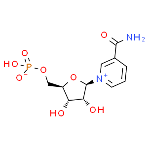 β-煙酰胺單核苷酸；NMN